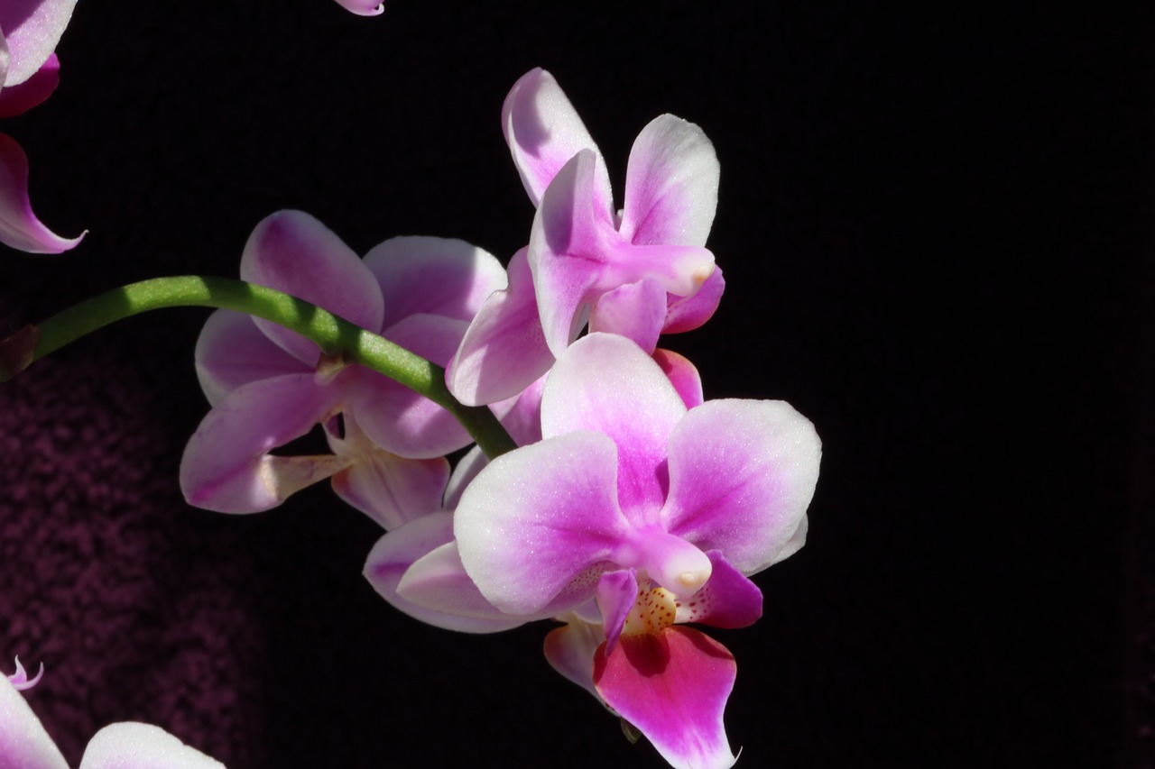 orchid flower blossom free photo