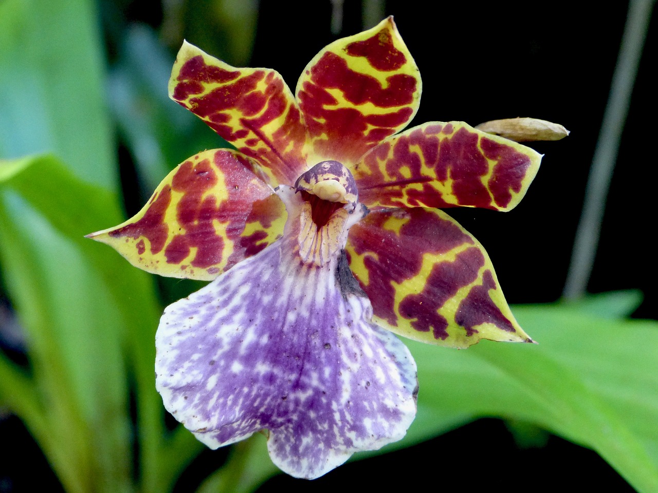 orchid flower reunion island free photo