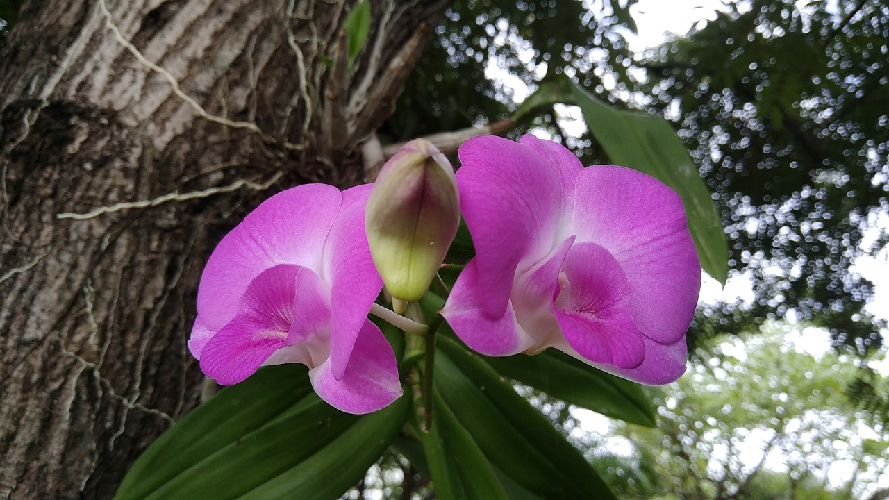 orchid blossoming flower free photo