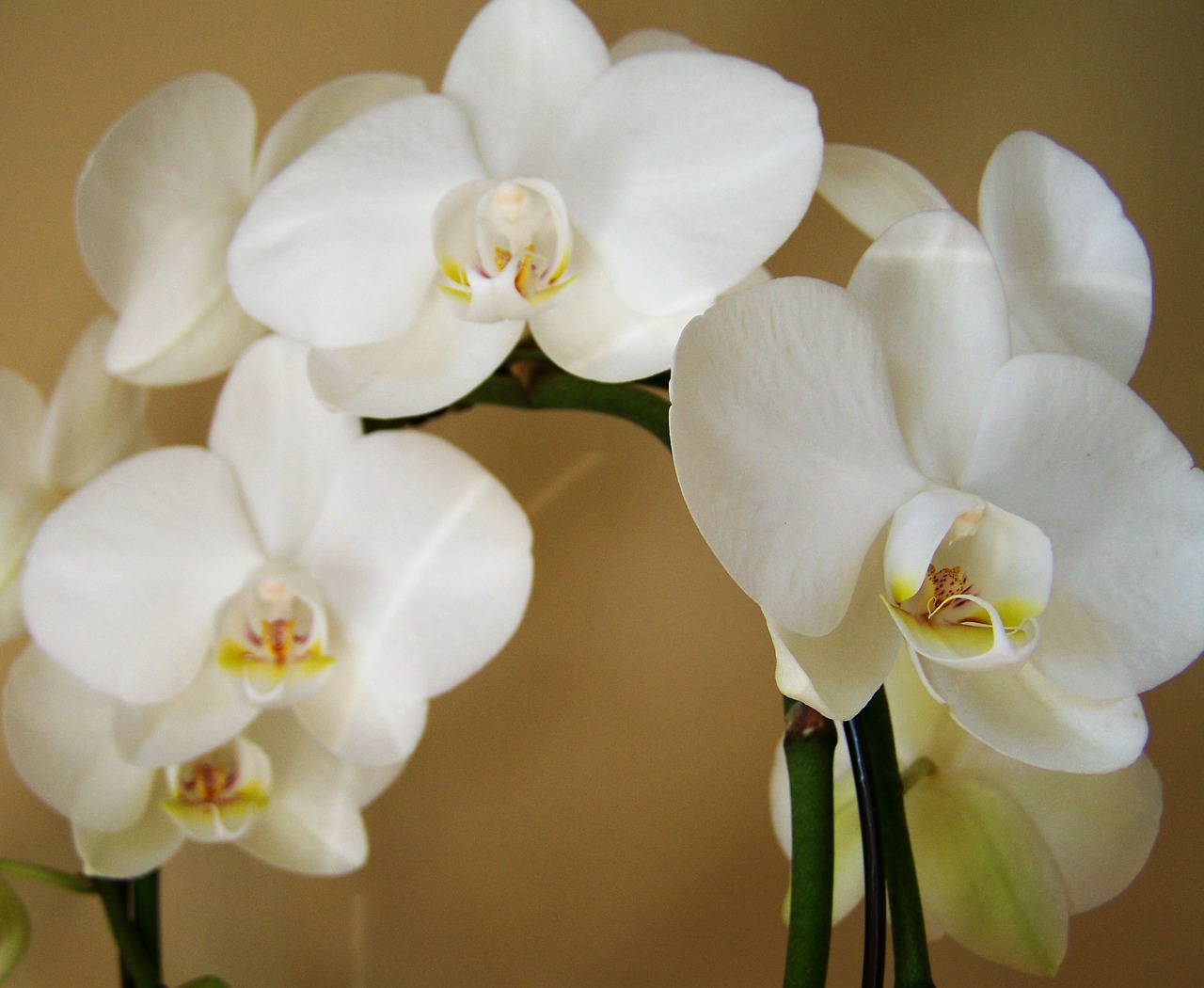 orchid exotic plant white color free photo