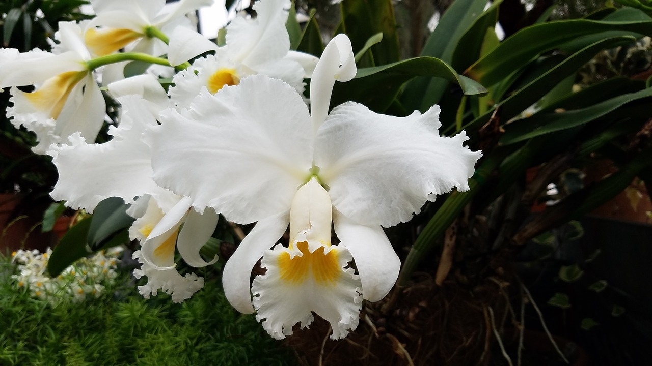 orchid white flower free photo