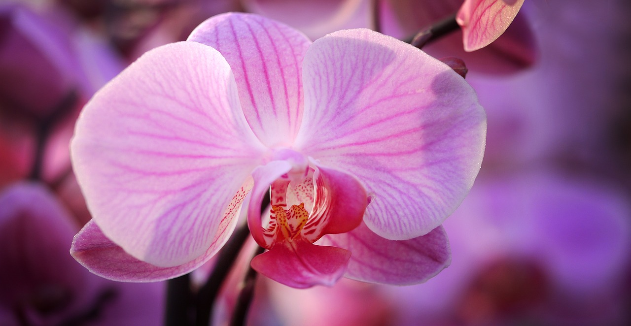 orchid flower blossom free photo