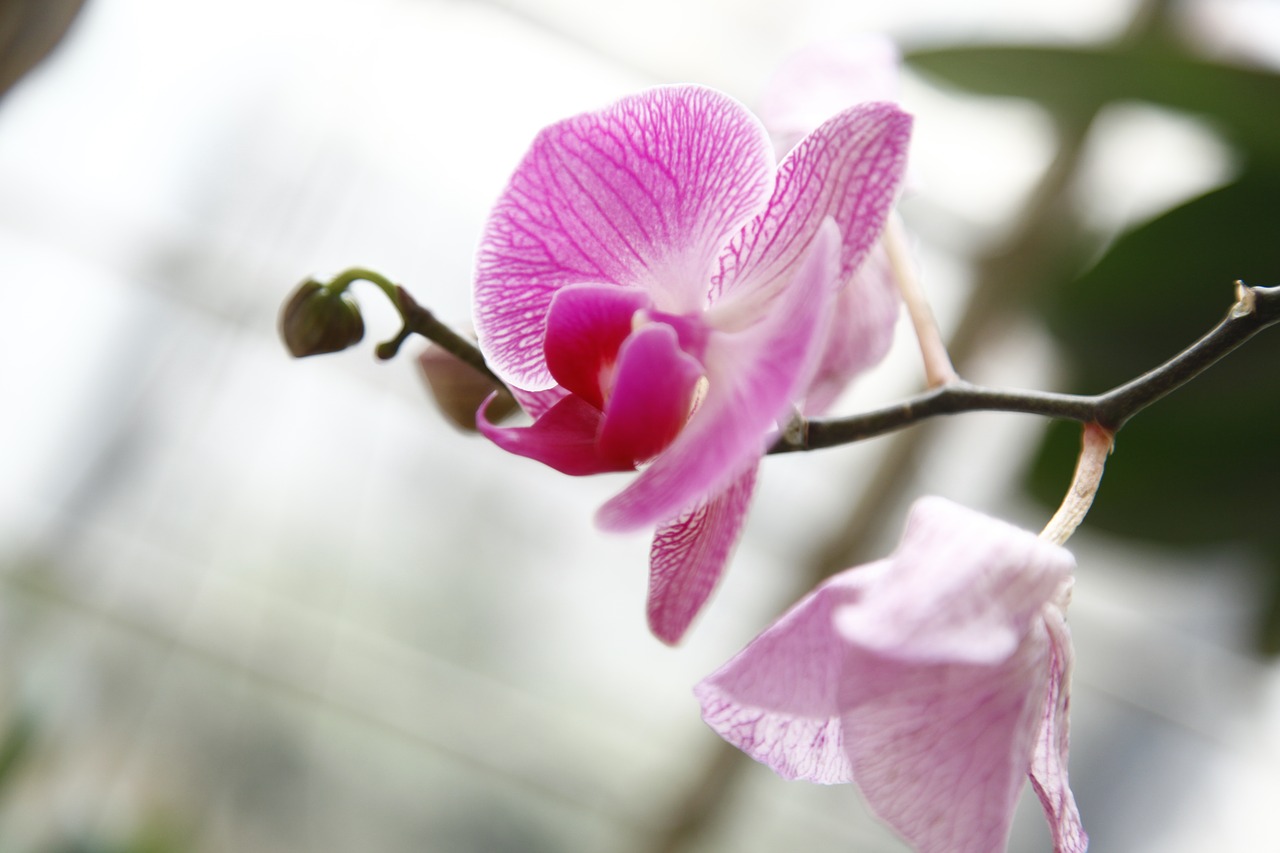 orchid phalanopsis flower free photo