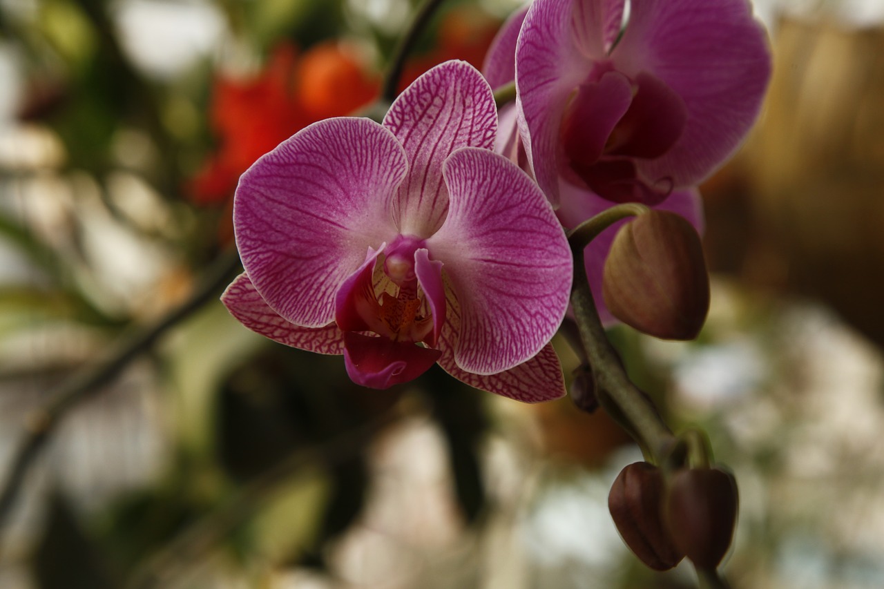 orchid phalanopsis flower free photo