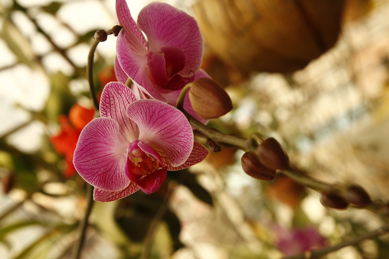 orchid phalanopsis flower free photo