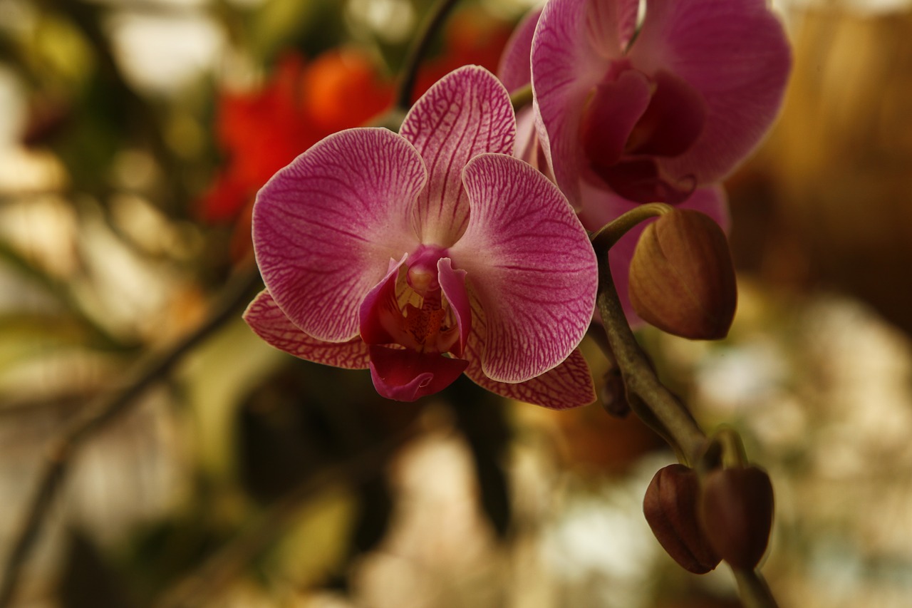 orchid phalanopsis flower free photo