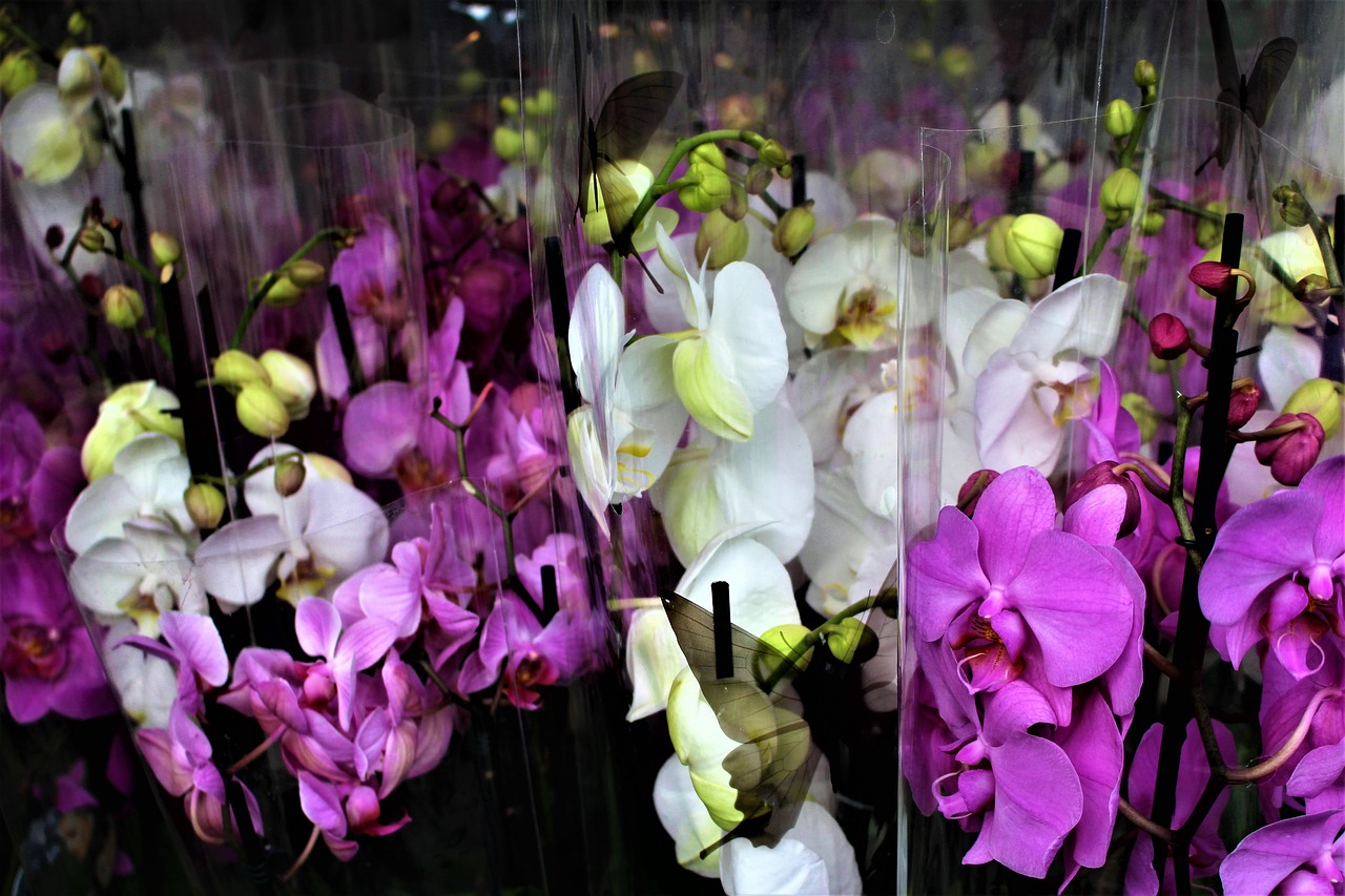 orchid flowers flower free photo