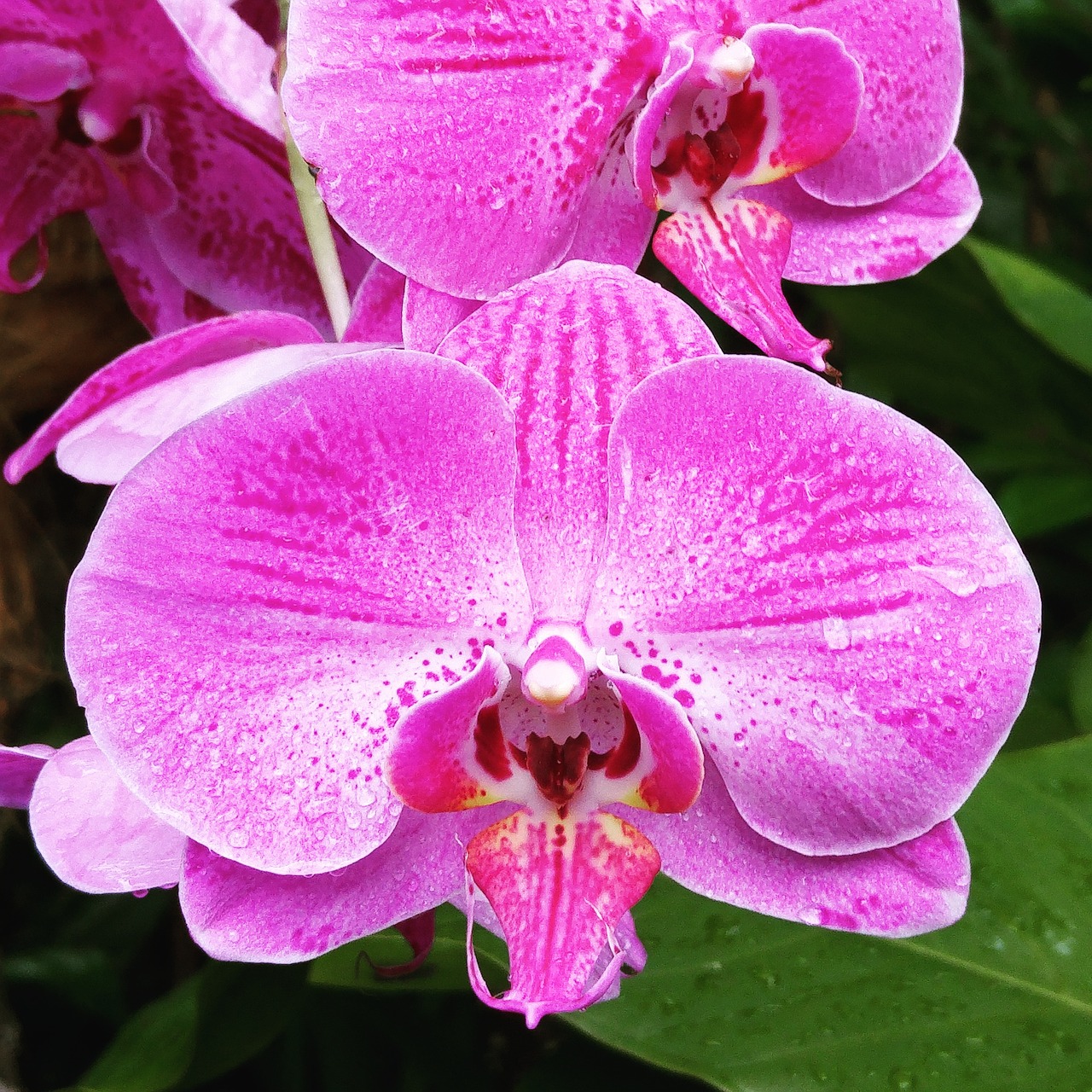 orchid pink flower free photo