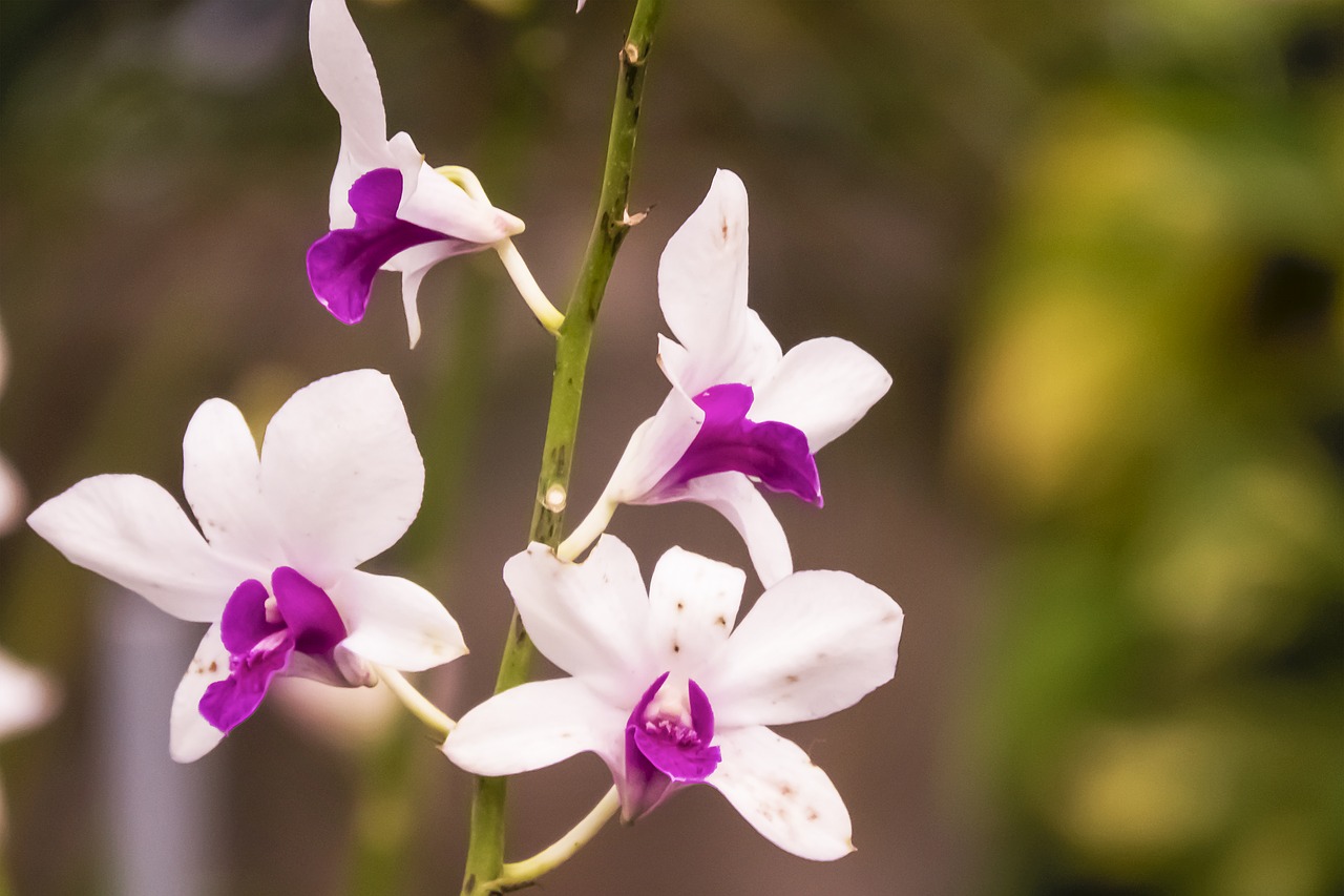 orchid white purple free photo