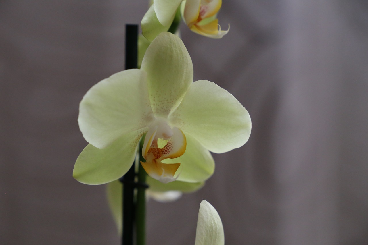 orchid flower blossom free photo