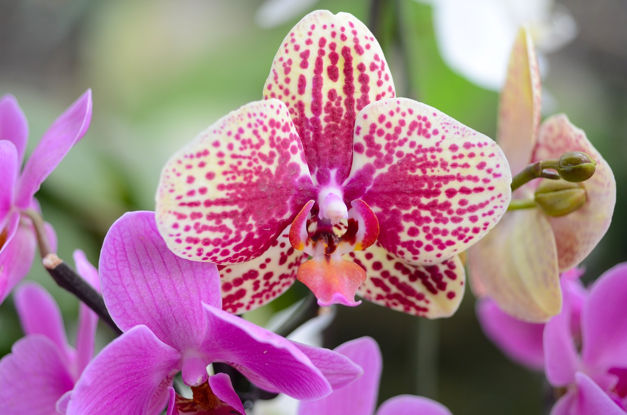 orchid flower blossom free photo