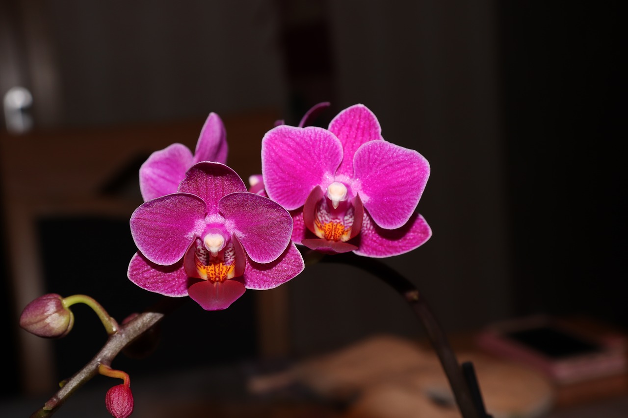 orchid flower plant free photo