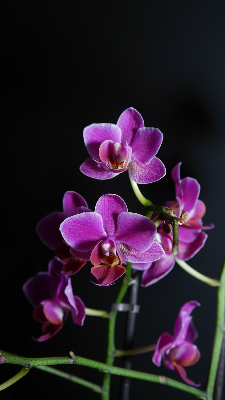 orchid purple flower free photo