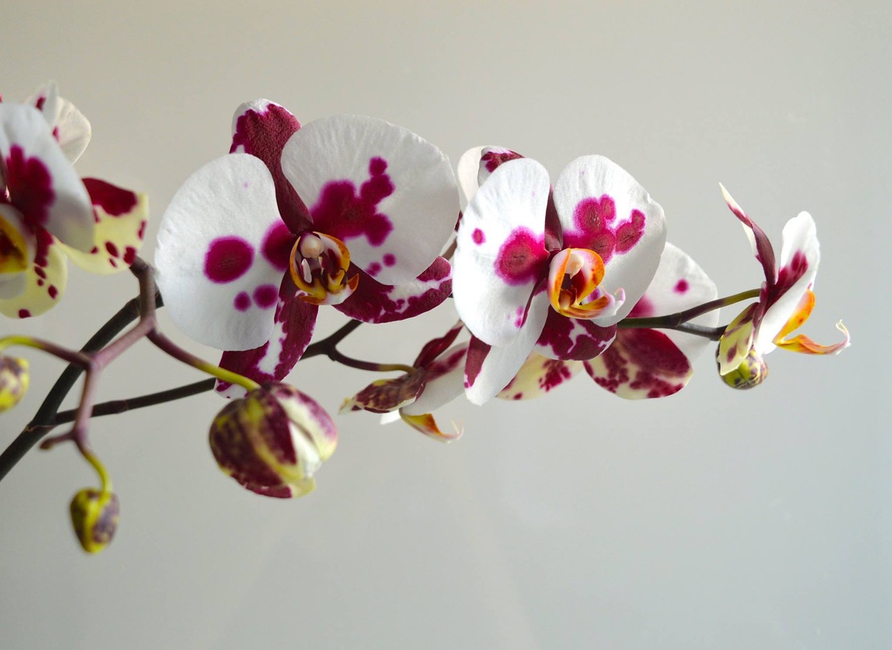 orchid flowers floral free photo