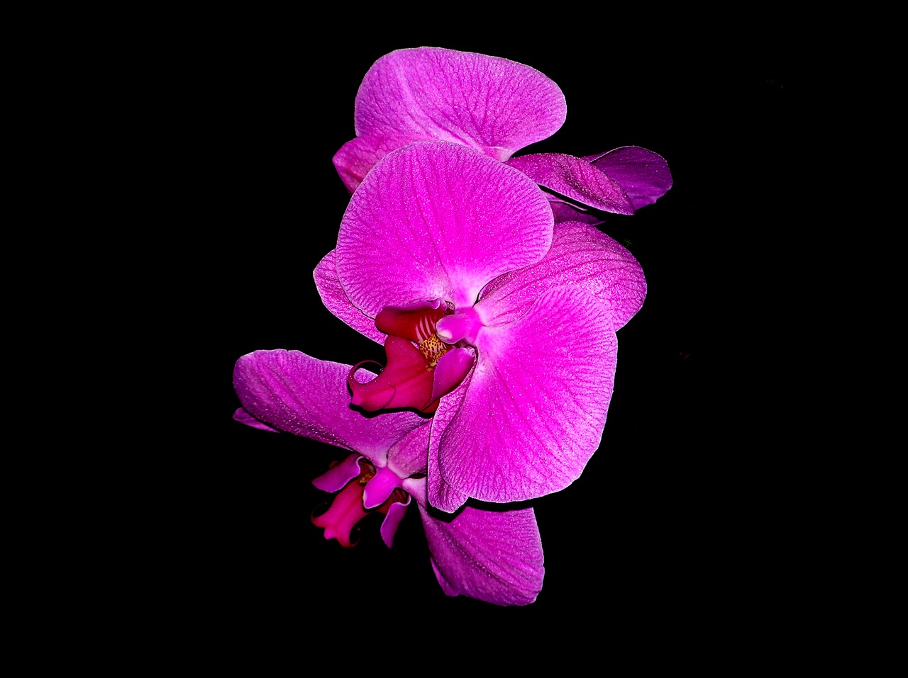 orchid flower nature free photo