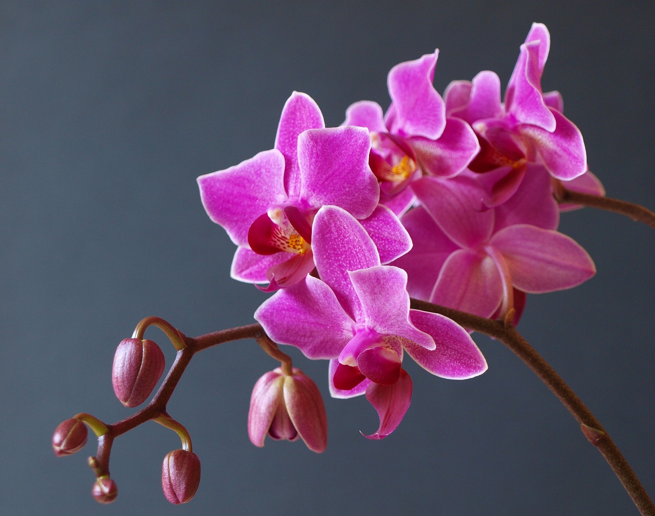 orchid flower blossom free photo