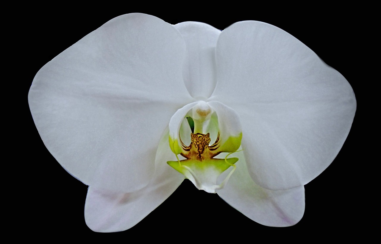 orchid flower flora free photo