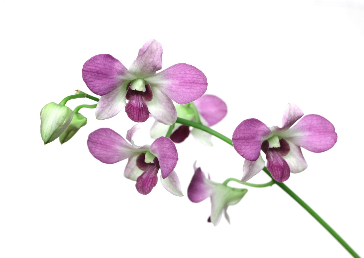 orchid flower flora free photo