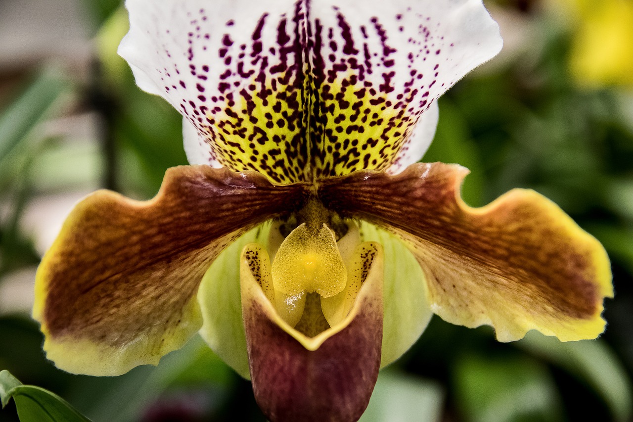 orchid blossom bloom free photo