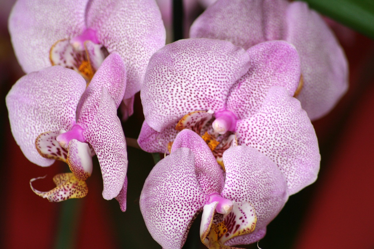 orchid flower pink free photo