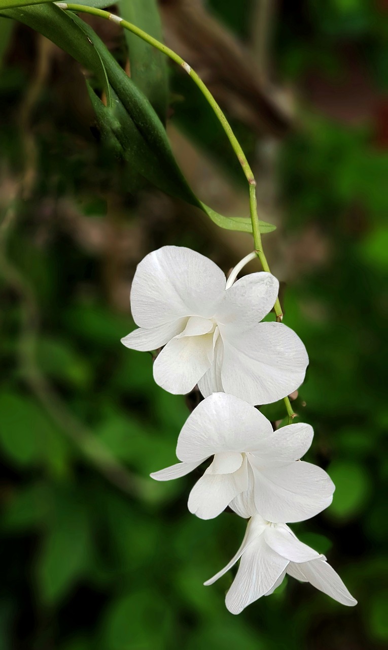 orchid pure white free photo