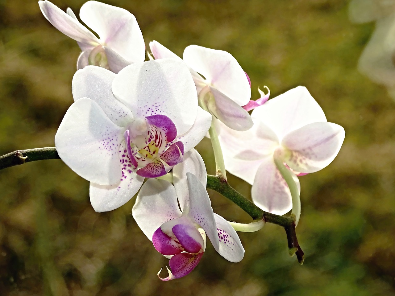 orchid flowers flower free photo