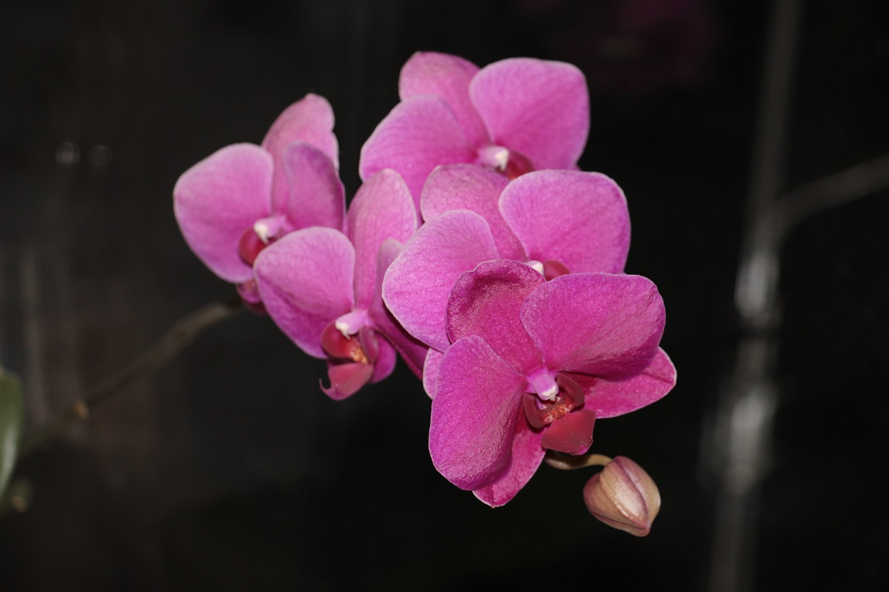 orchid blossom bloom free photo