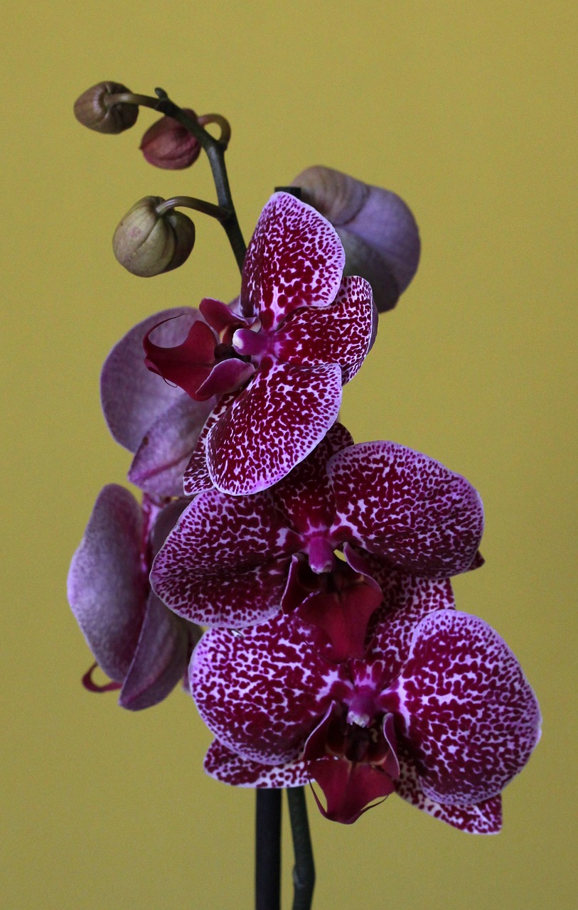 orchid flower free pictures free photo