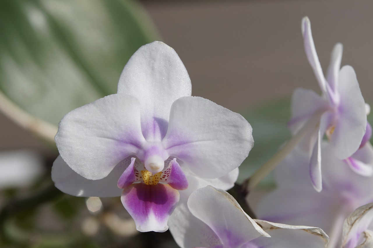 orchid blossom bloom free photo