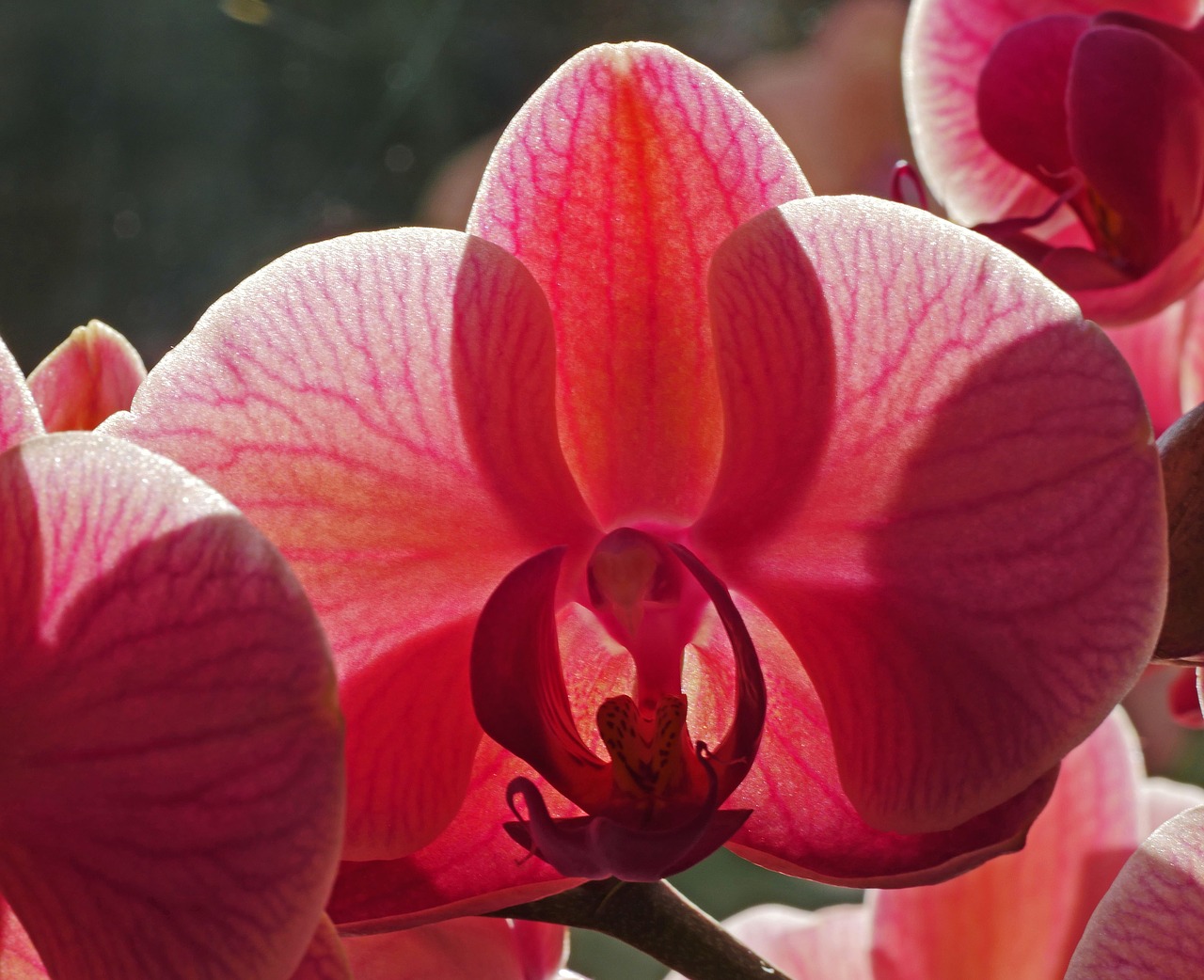 orchid blossom bloom free photo