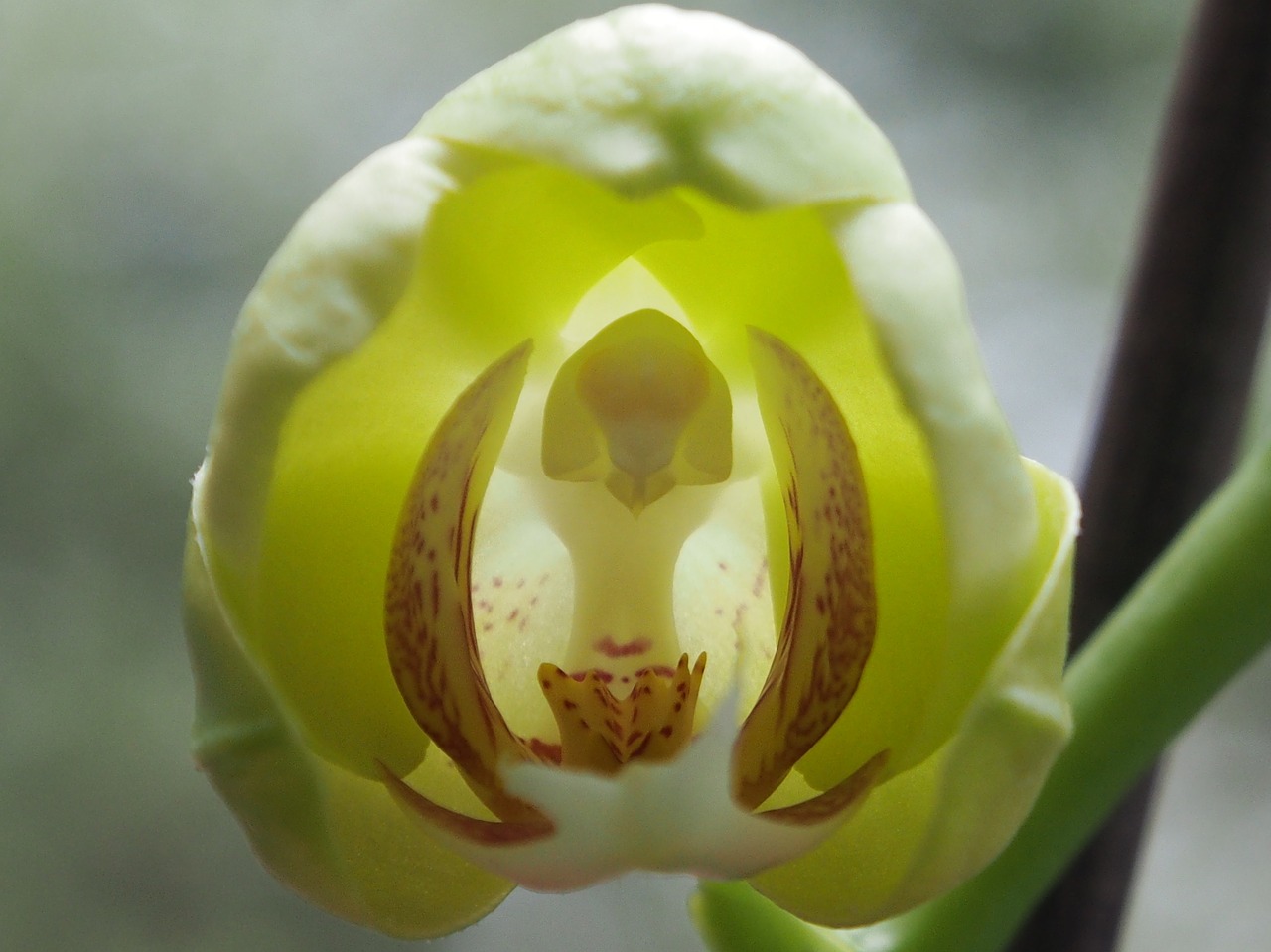 orchid bud flower free photo