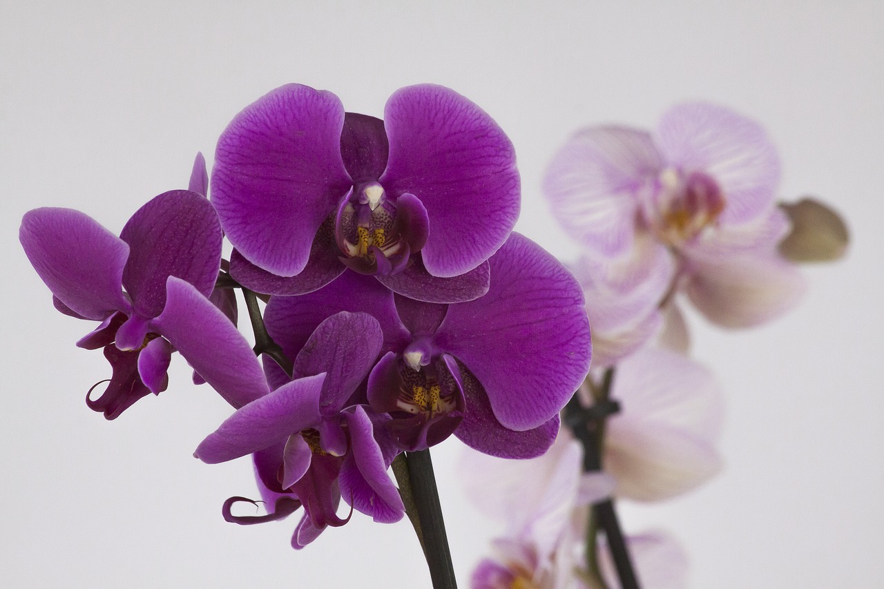 orchid phalaenopsis blossom free photo