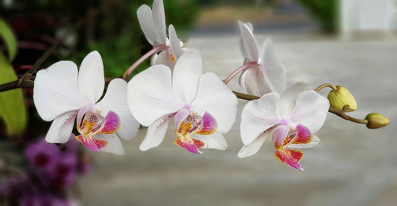 orchid white red free photo