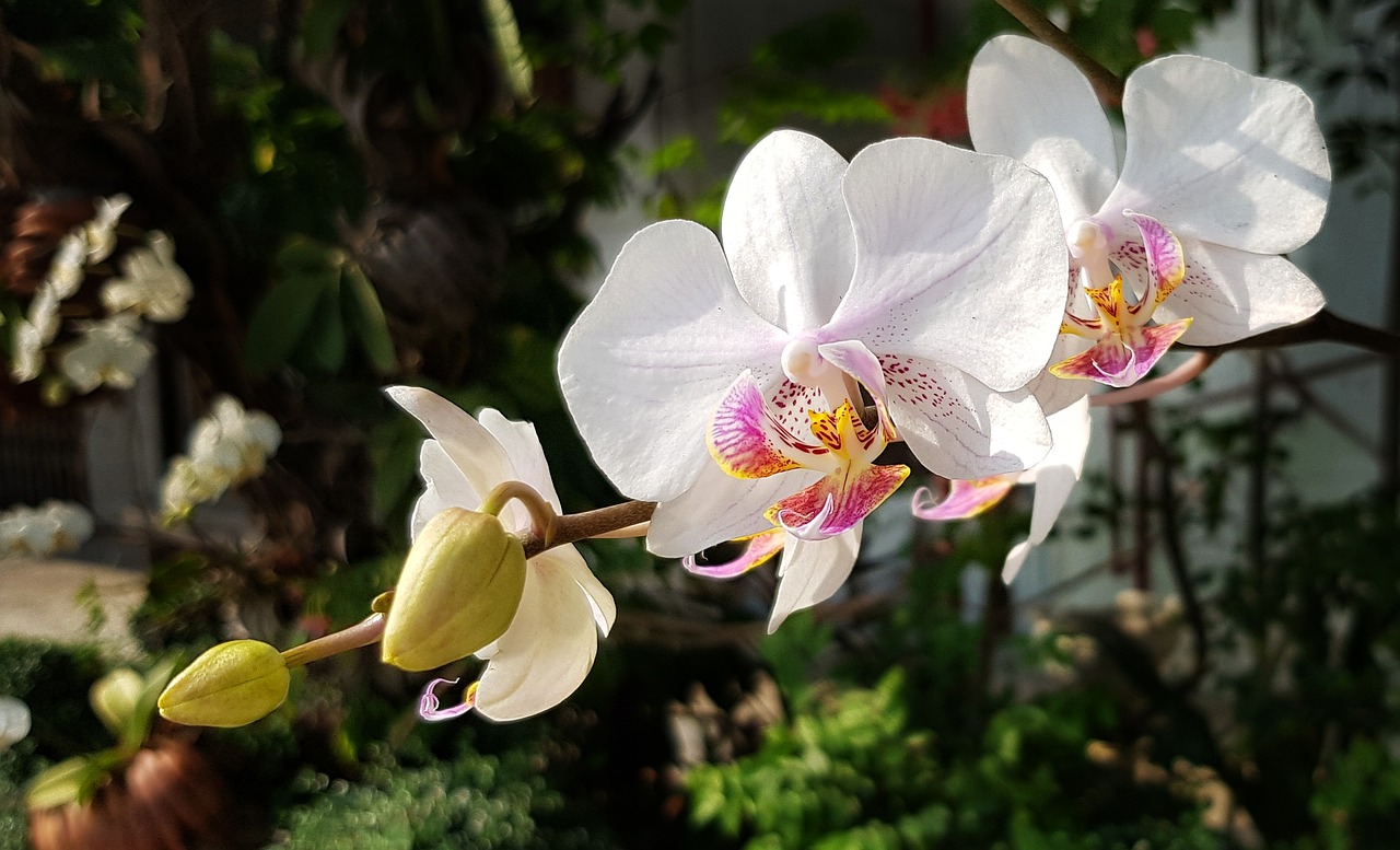 orchid white red free photo