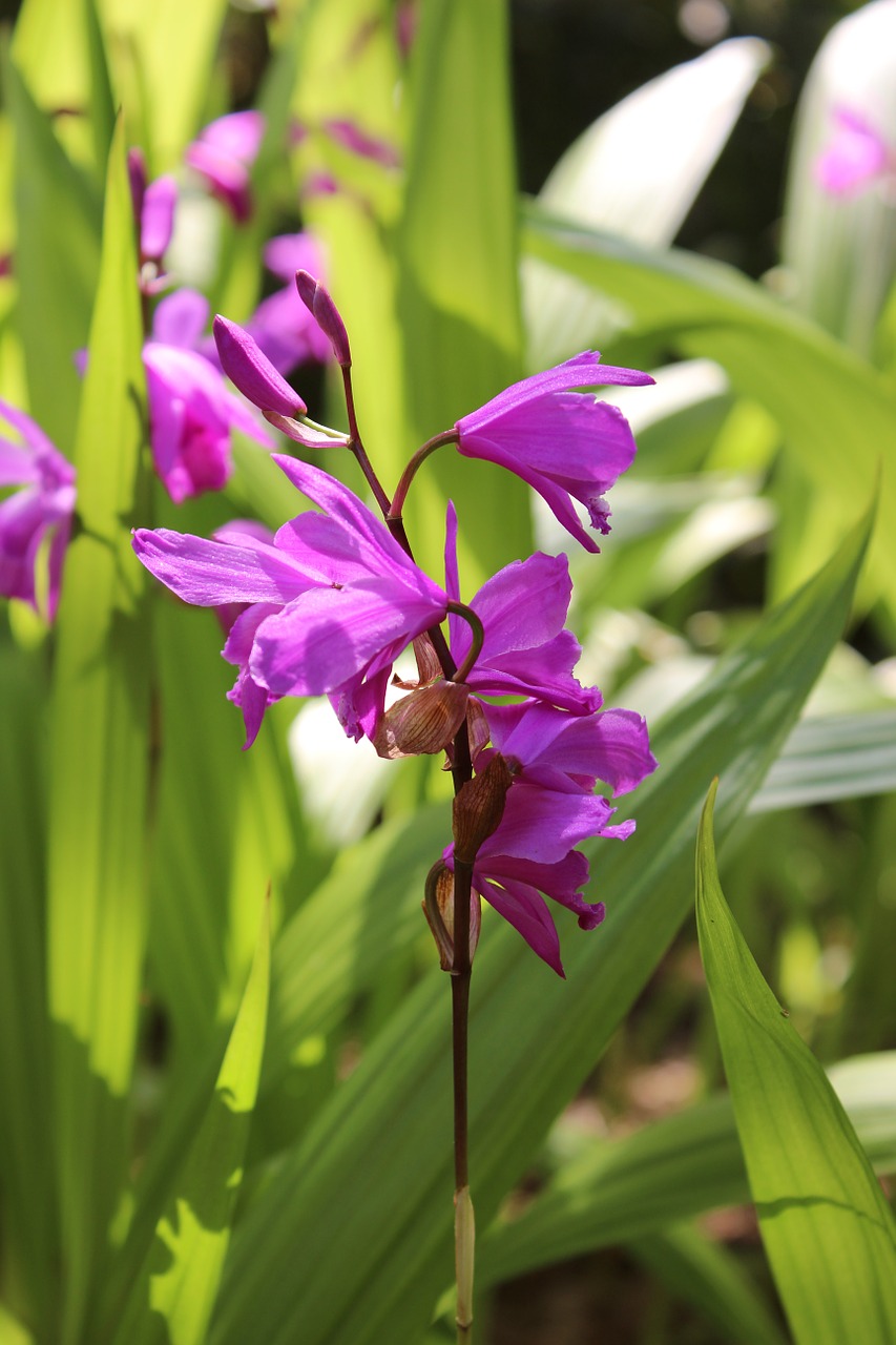 orchid blossom bloom free photo