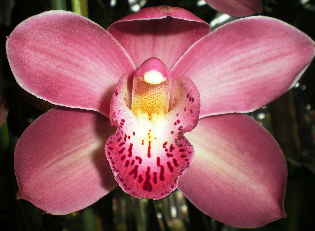 orchid flower nature free photo