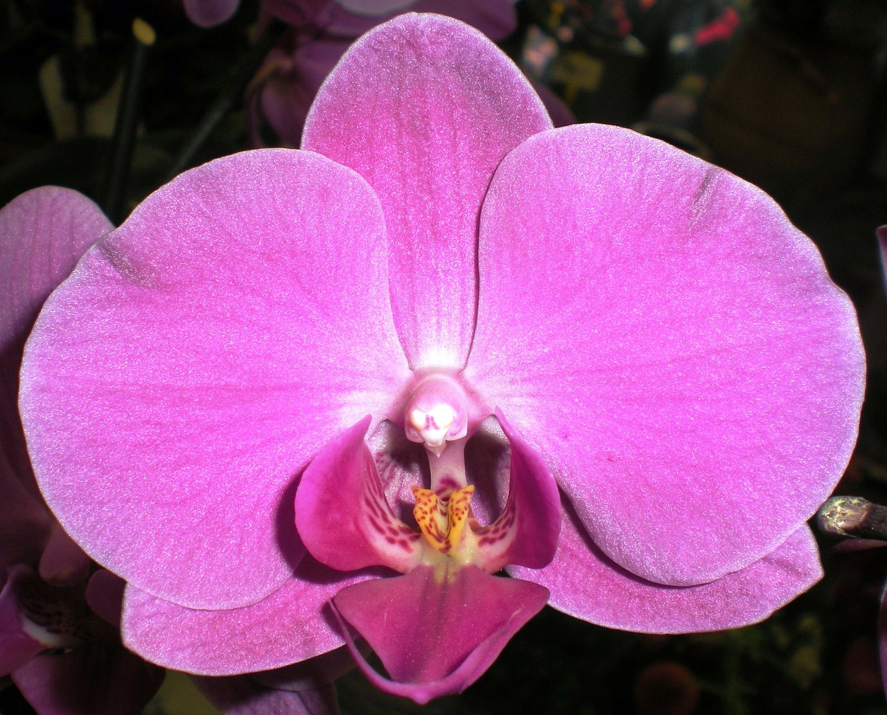 orchid nature flower free photo