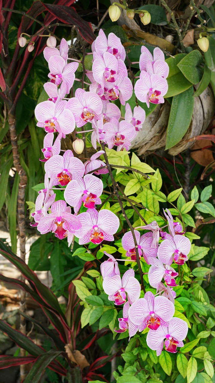 orchid  flower  cascade free photo