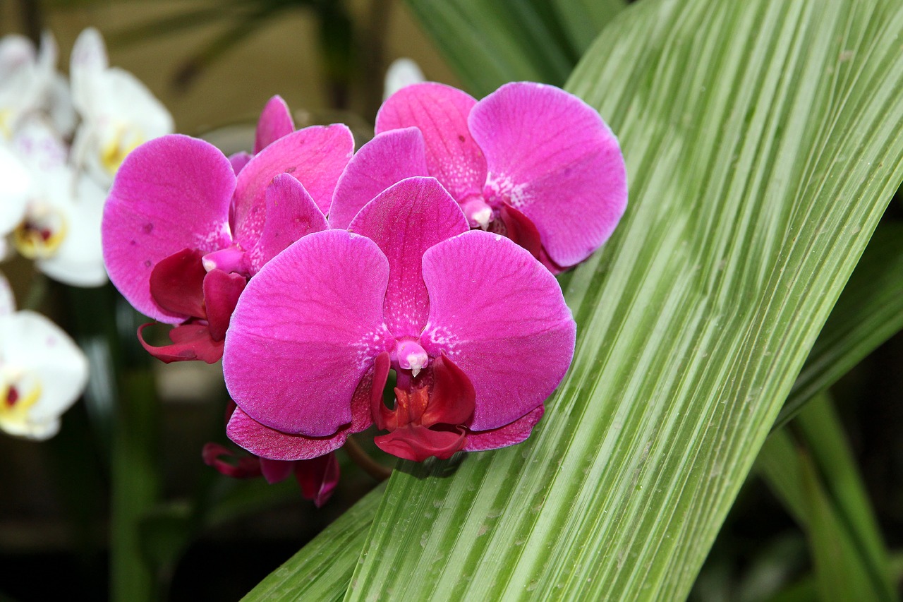 orchid  phalaenopsis  nature free photo