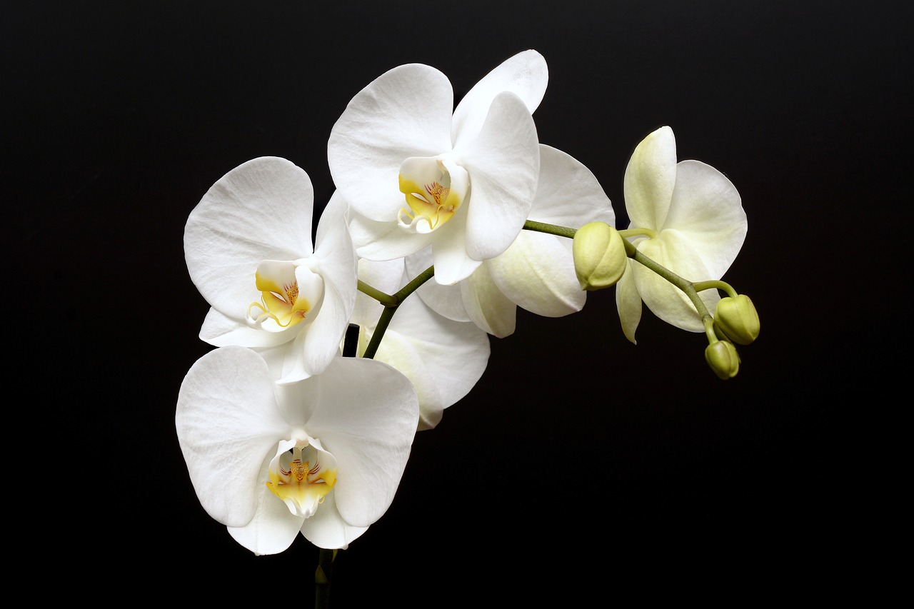 orchid  flower  blossom free photo