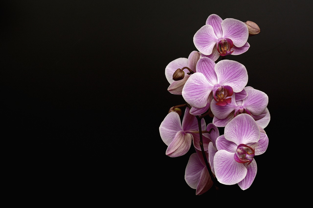 orchid  flower  blossom free photo