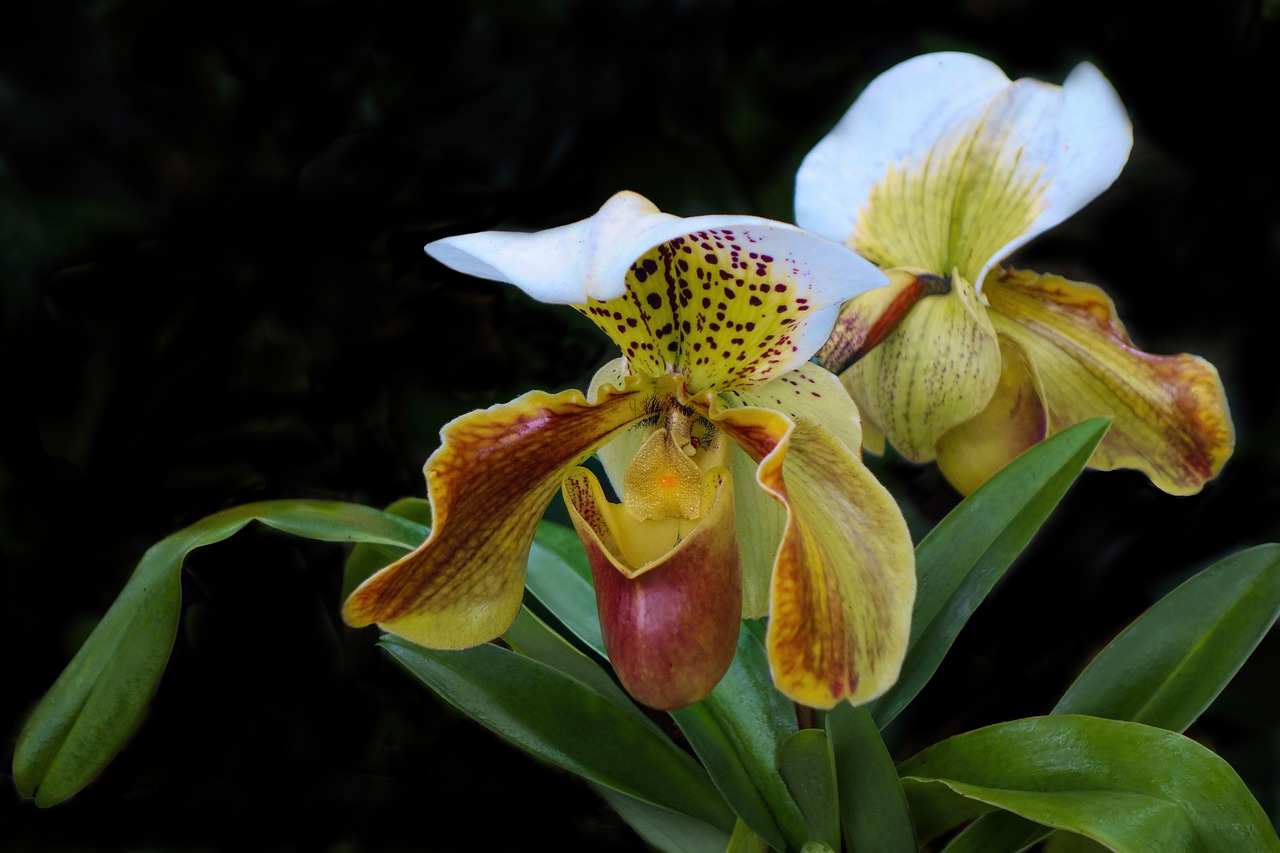 orchid  flower  exotic free photo