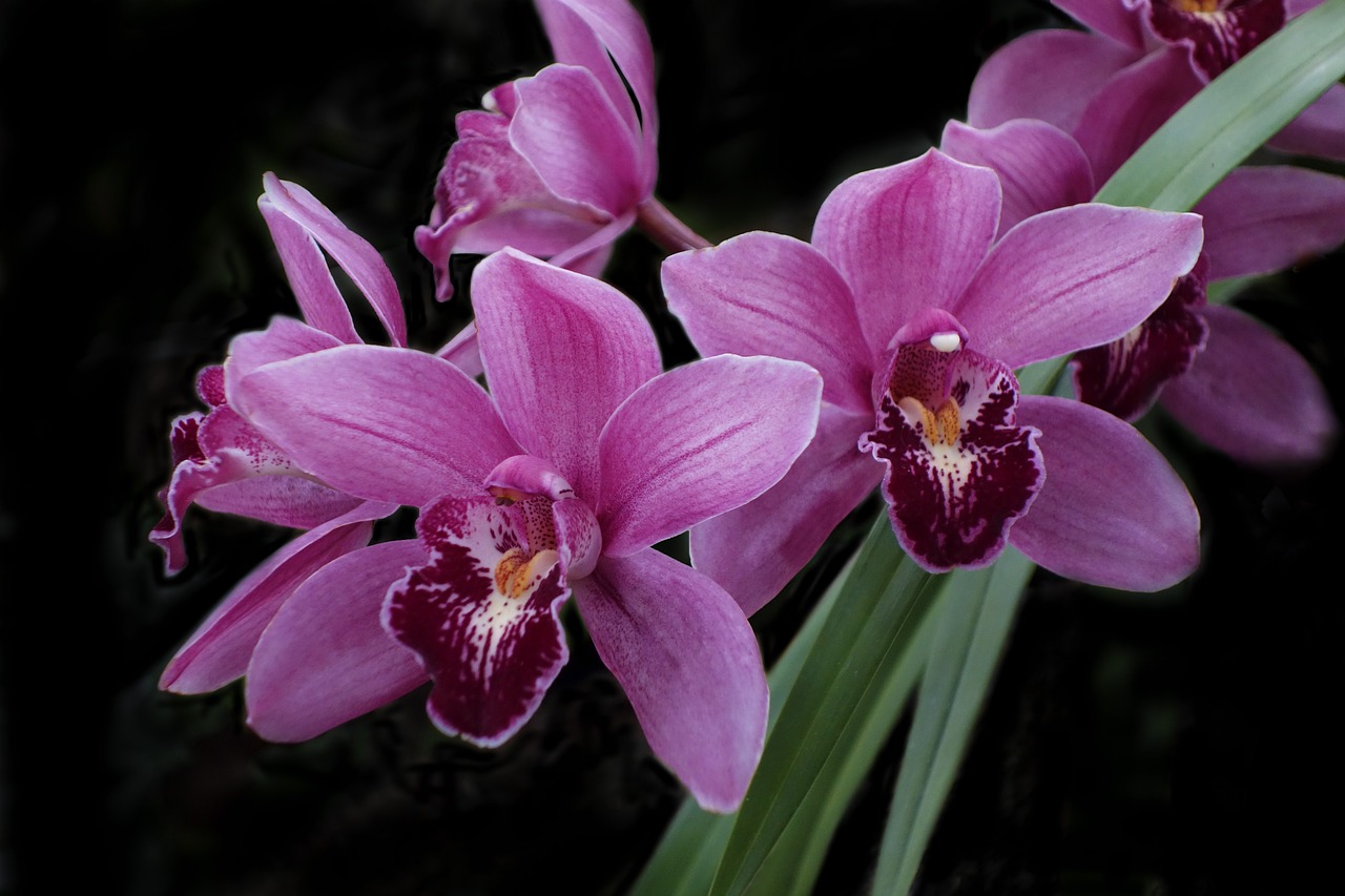 orchid  flower  exotic free photo