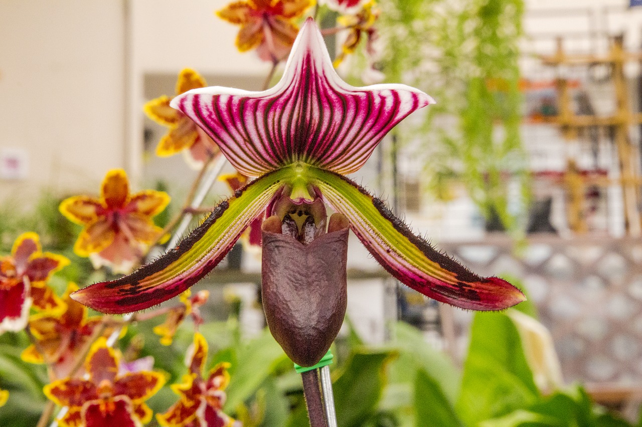 orchid  exotic flower  gardening free photo