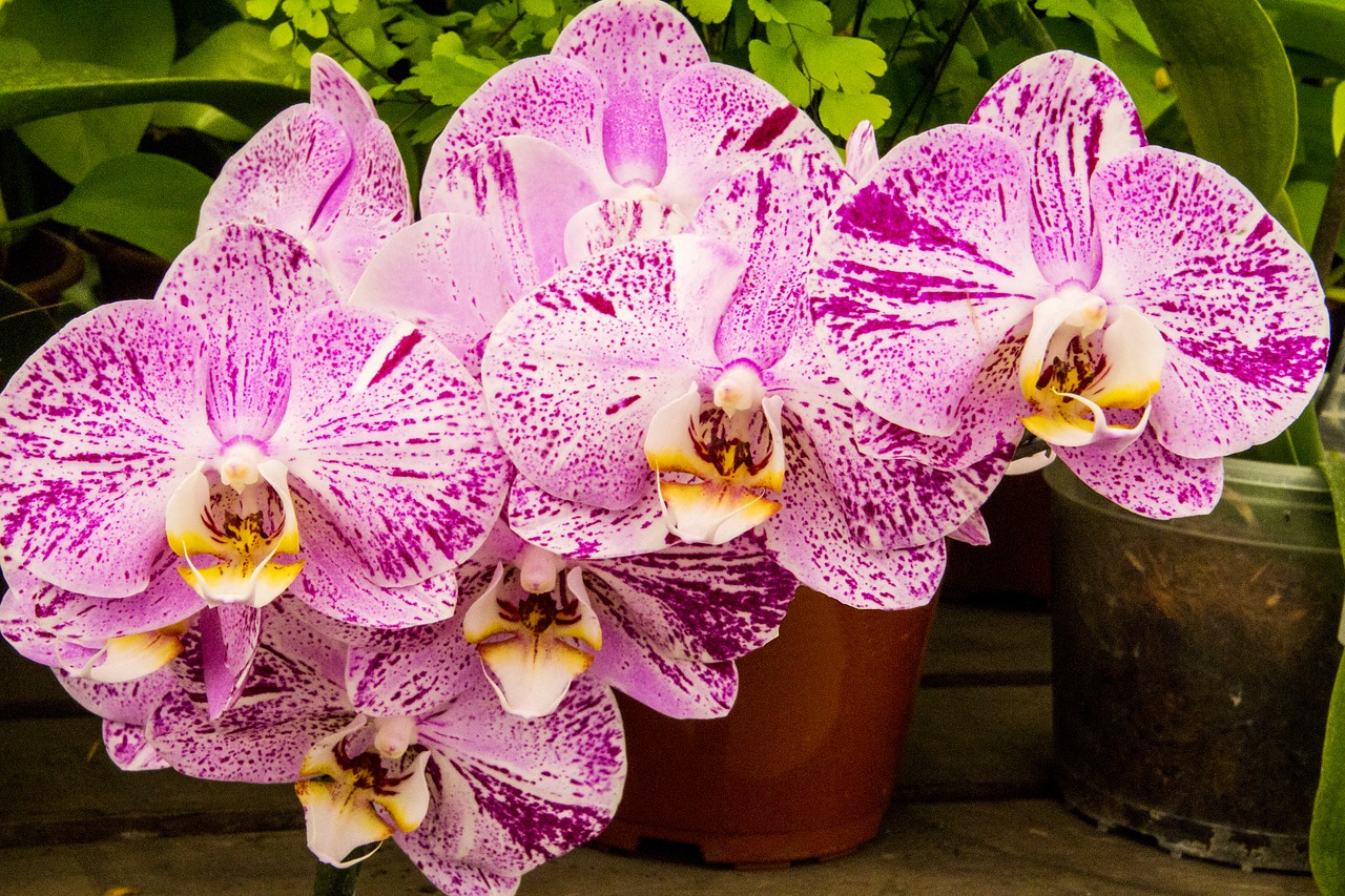 orchid  plant  flower free photo