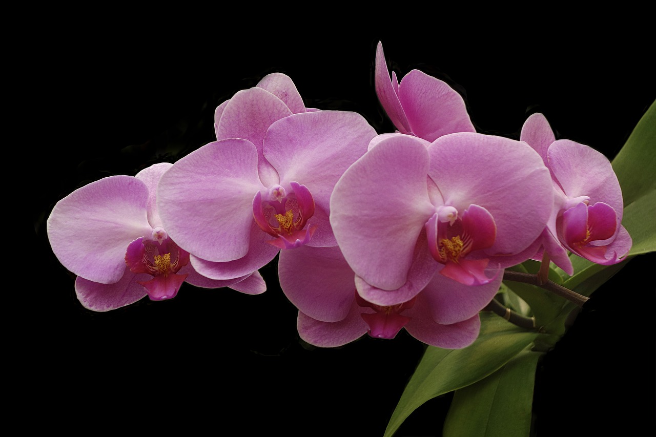 orchid  flower  tropical free photo