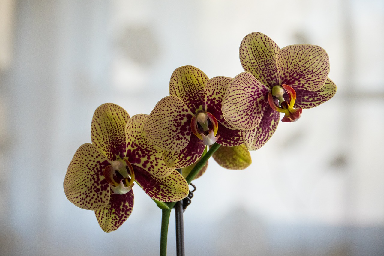 orchid  nature  flower free photo