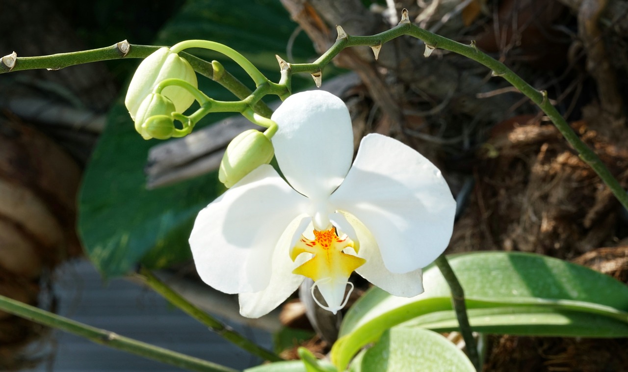 orchid  brilliant  white free photo