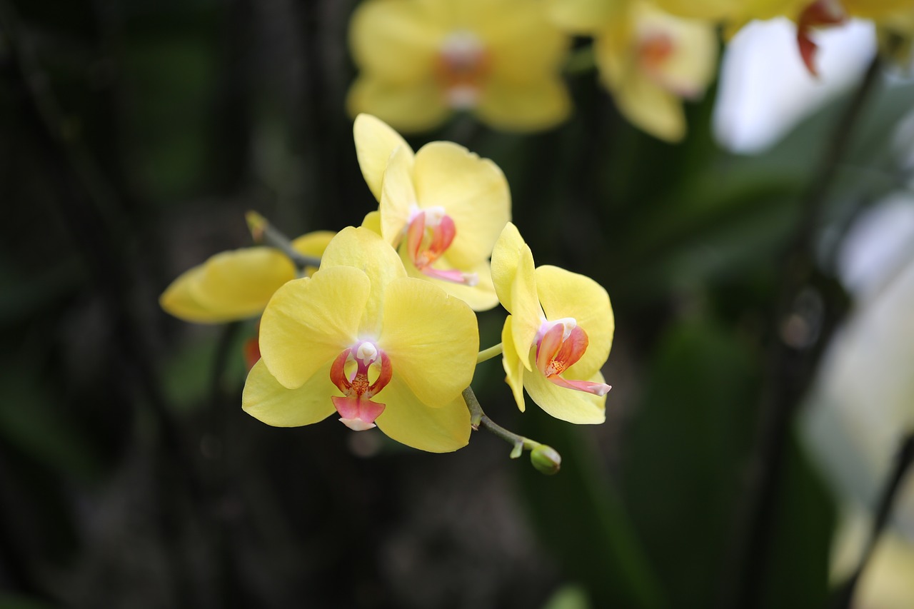 orchid  yellow  flower free photo