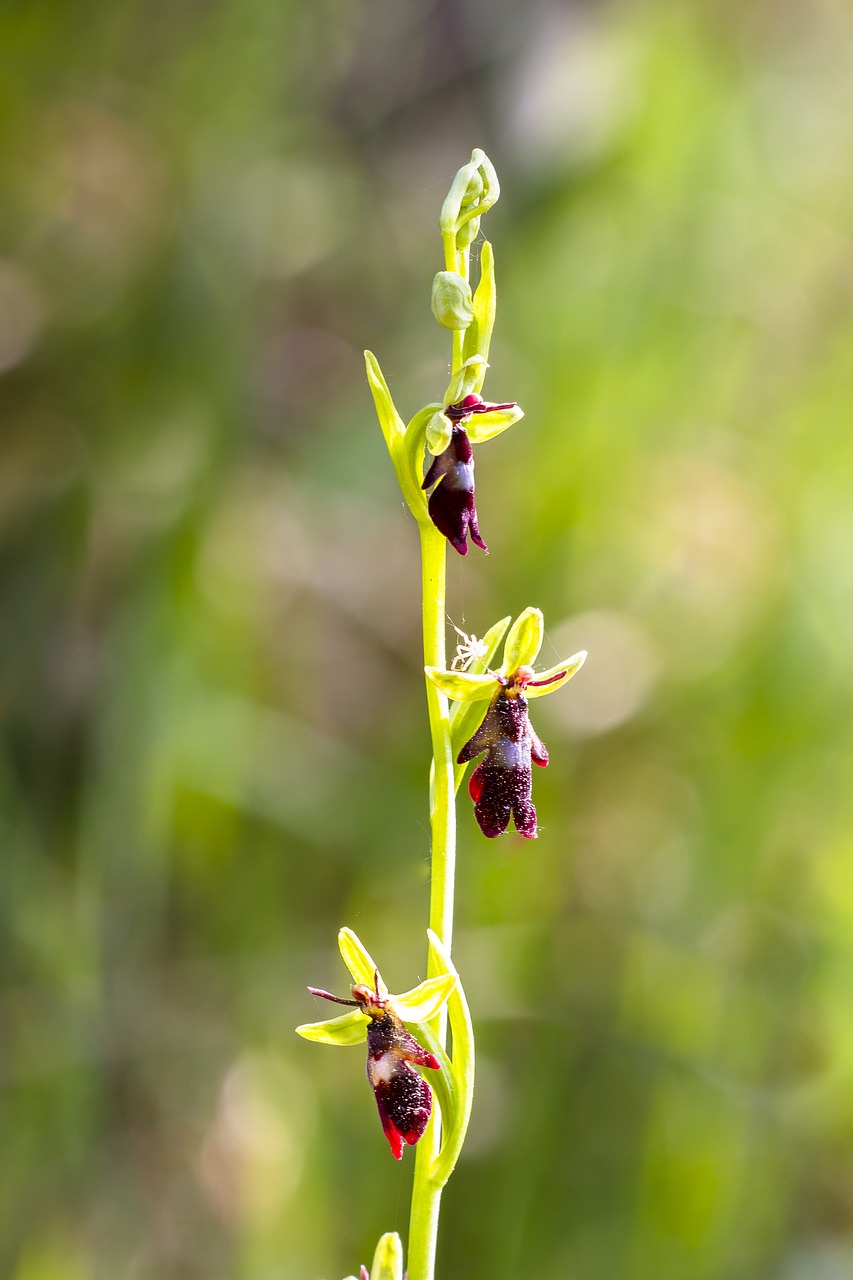 orchid  fly orchid  flower free photo
